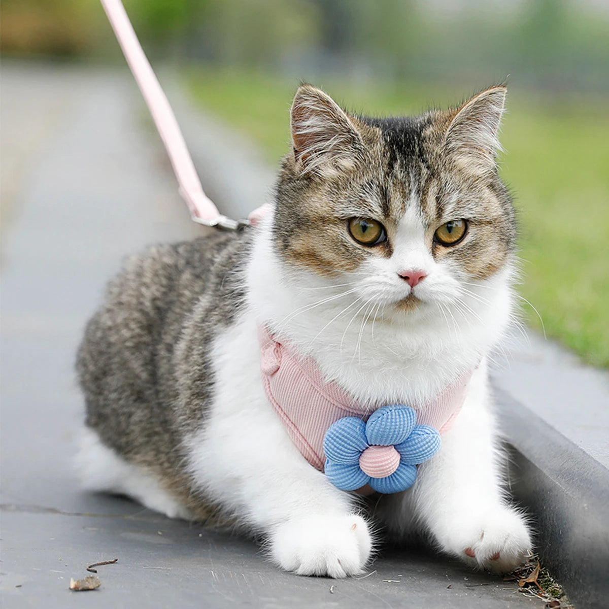 Cat Harness and Leash Sets Adjustable Dog Harness for Small Dog Leash Breashable Pet Harness Out Walking Dog Strap