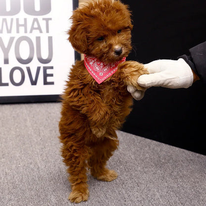 PU Cat Dog Collar with Scarf for Small Medium Dogs Chihuahua Corgi Puppy Adjustable Collars Pet Supplies accesorios para perros